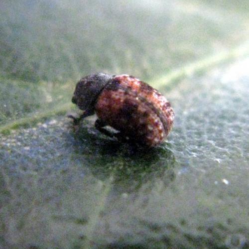 Anthribus sp.