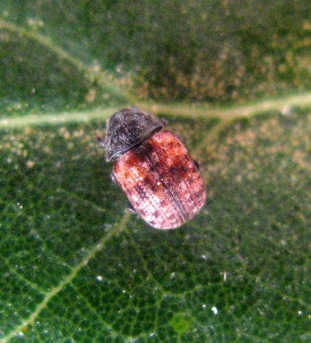 Anthribus sp.