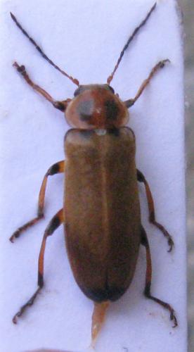 Réf. 44 111 : Osphya bipunctata