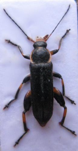 Réf. 44 114 : Osphya bipunctata