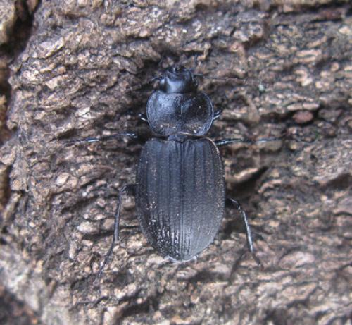 Licinus silphoides