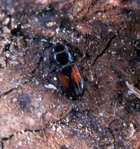 Laemophloeus nigricollis