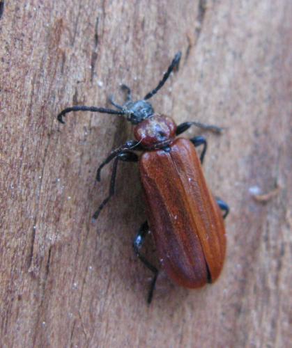 Schizotus pectinicornis