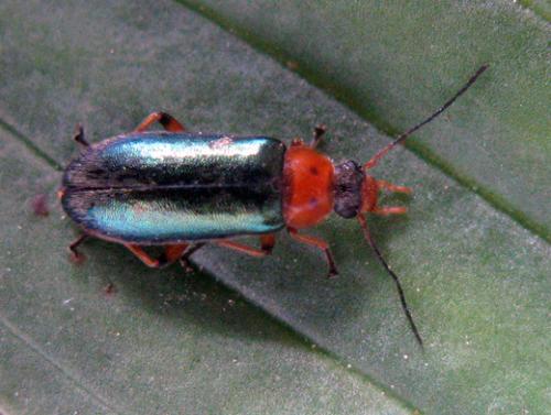 Osphya aeneipennis