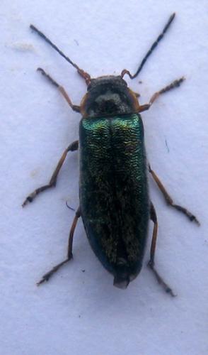 Osphya aeneipennis
