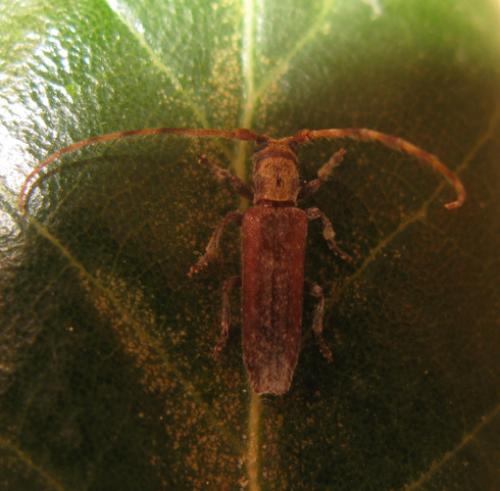 Deroplia genei
