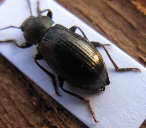 Réf. 44 019 : Stenomax aeneus