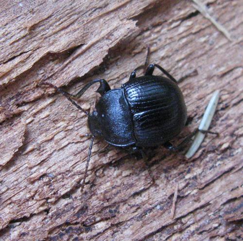 Enoplopus dentipes