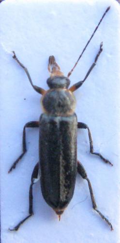Réf. 44 018 : Osphya bipunctata