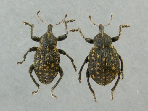 Réf. 44 463 : Donus elegans