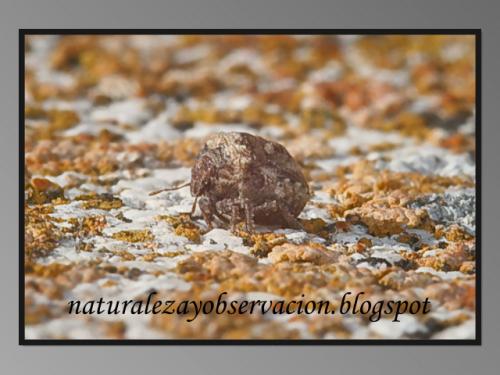 Vilpianus galii