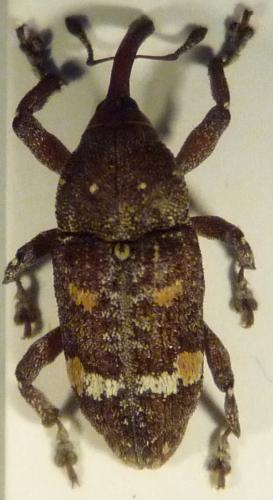 Réf. 44 052 : Pissodes castaneus