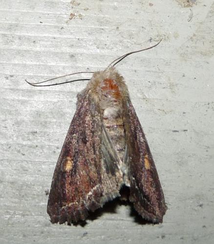 Réf. 44 517 : Lacanobia oleracea