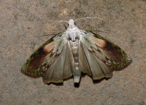 Aphomia sociella