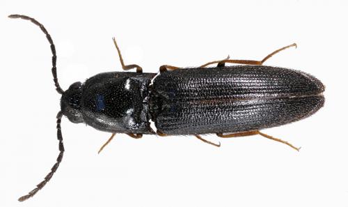 Réf. 44 371 : Procraerus tibialis