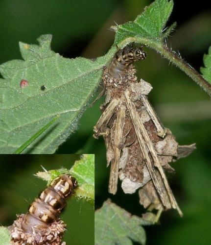 Réf. 44 127 : Canephora hirsuta