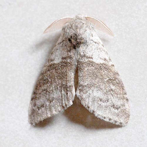 Réf. 44 819 : Calliteara pudibunda