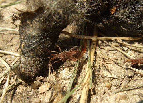 Coriomeris affinis