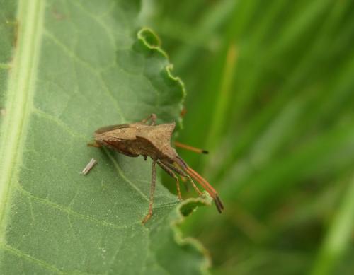 Coreus marginatus