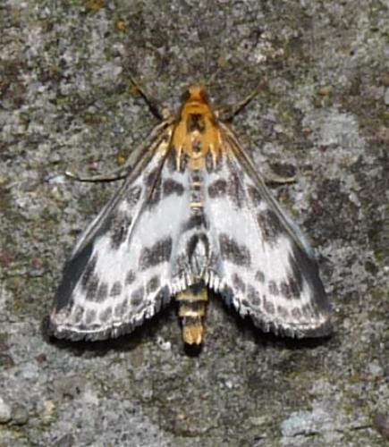 Réf. 44 548 : Anania hortulata