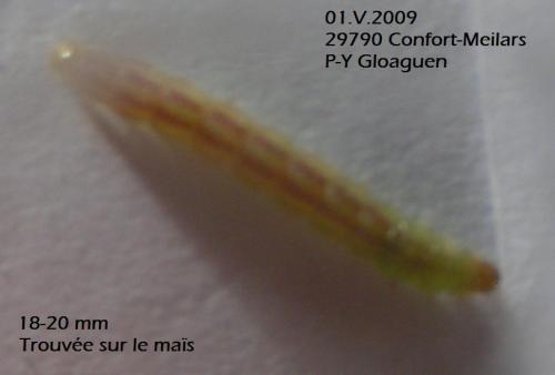 Indéterminé