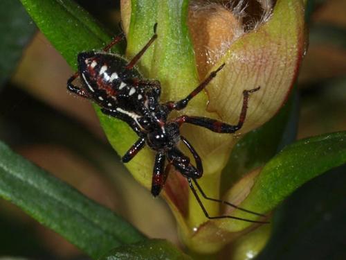 Réf. 44 152 : Rhynocoris sp.