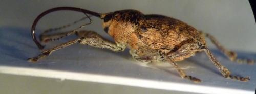 Curculio glandium