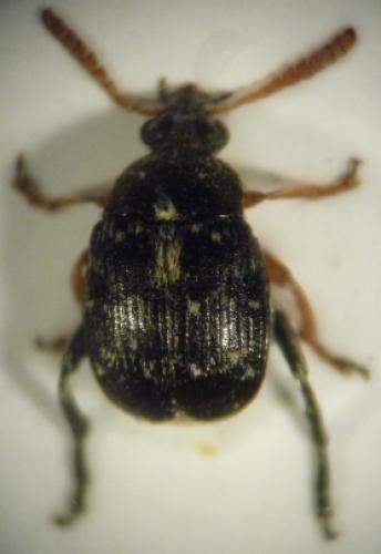 Réf. 44 051 : Bruchus luteicornis