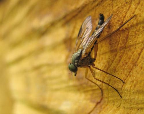 Rhagio vitripennis