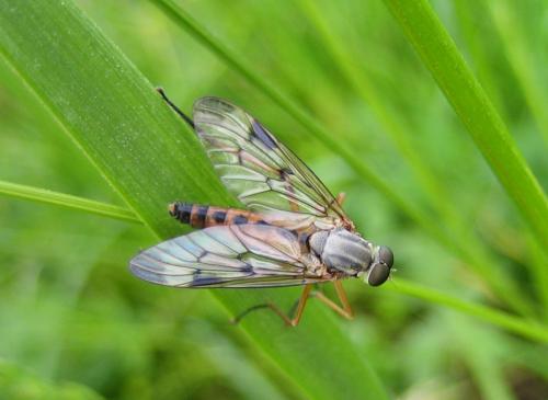Réf. 44 508 : Rhagio scolopaceus
