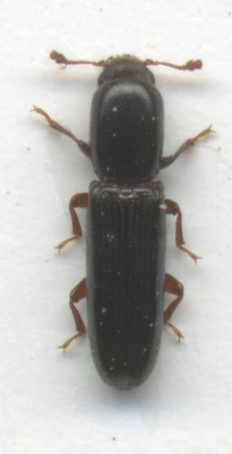 Réf. 44 218 : Teredus cylindricus