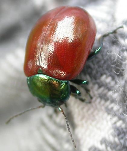Réf. 44 357 : Chrysolina polita