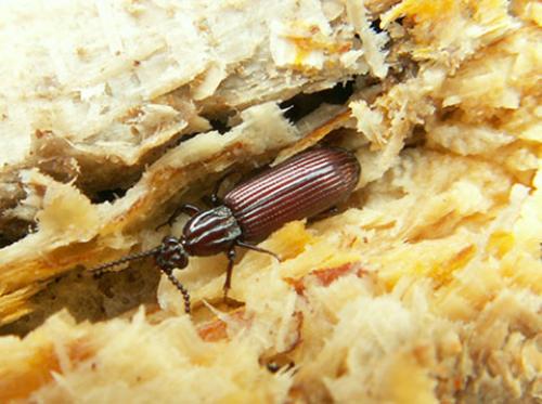 Rhysodes sulcatus