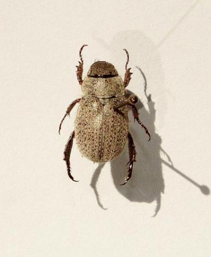 Adoretus sp.