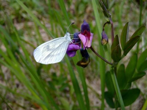 Leptidea sinapis