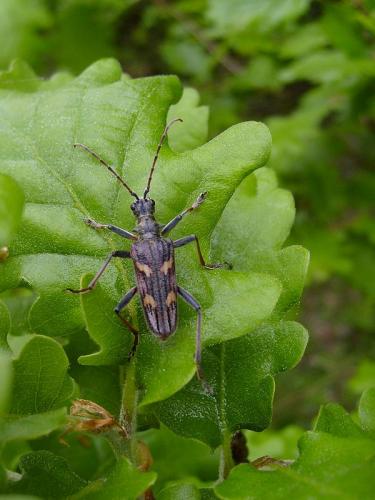 Réf. 44 850 : Rhagium bifasciatum