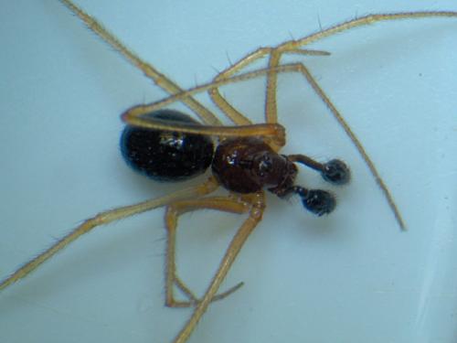 Réf. 44 954 : Neottiura bimaculata