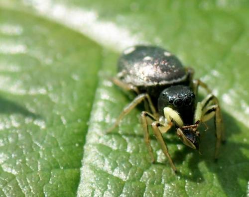 Heliophanus cupreus