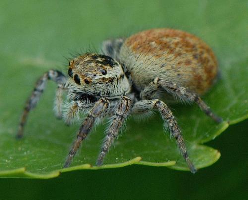 Réf. 44 952 : Carrhotus xanthogramma