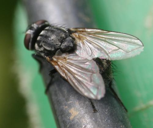 Réf. 44 610 : Musca autumnalis