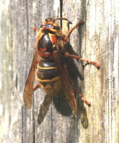 Dolichovespula media