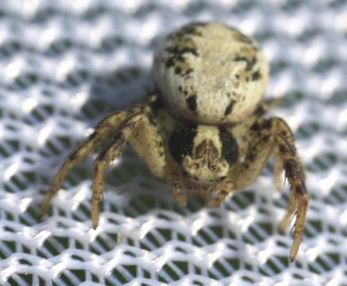 Xysticus sp.
