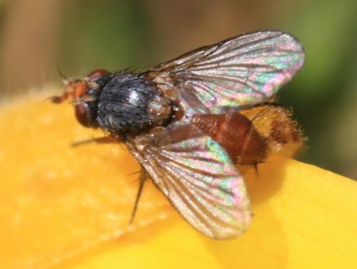 Réf. 44 136 : Ceranthia sp.