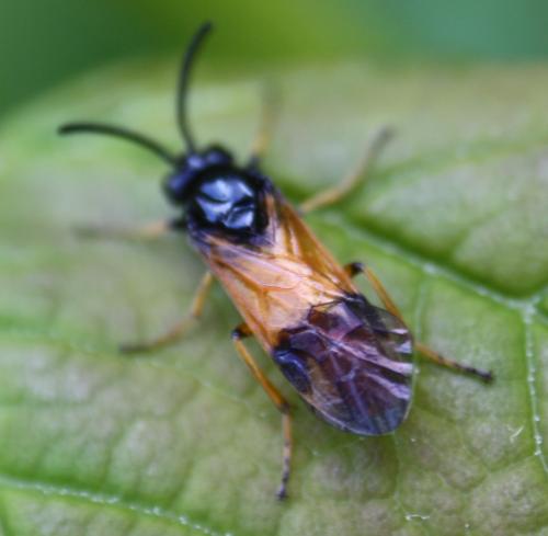 Arge cyanocrocea
