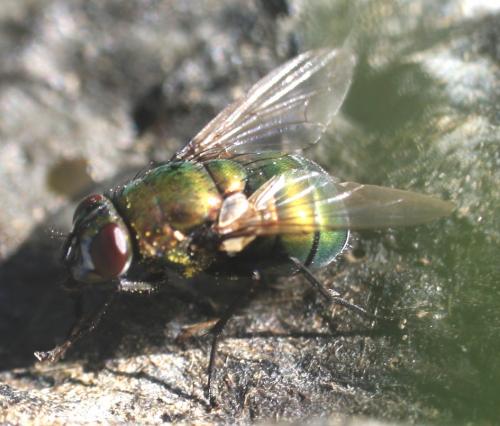 Neomyia sp.