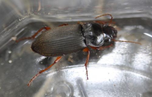 Pseudoophonus rufipes
