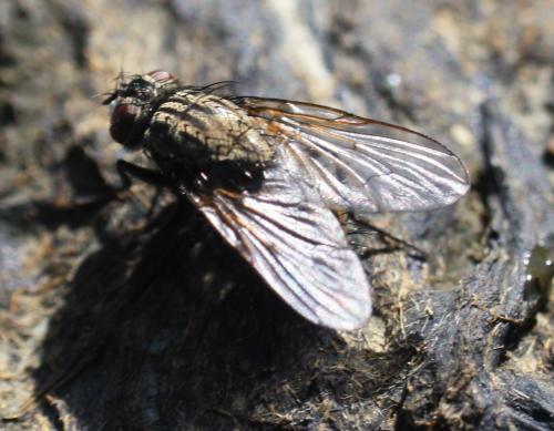Myospila sp.