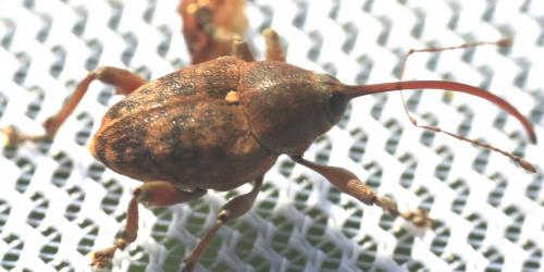 Réf. 44 197 : Curculio glandium