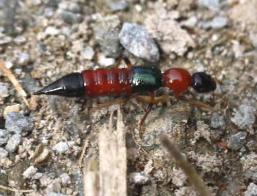 Réf. 44 611 : Paederus sp.
