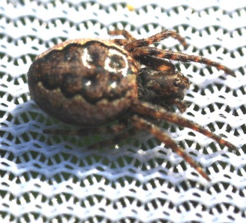 Nuctenea umbratica